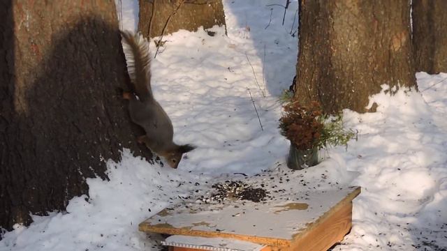 "Милашка делает себе запасы" смотреть онлайн