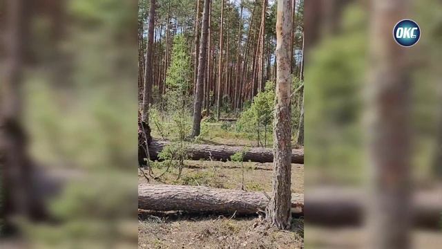 События 16 июля2024 года / Совещание в РОВД / Ликвидация последствий грозы / Новости