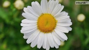 тема: ЛЕКАРСТВЕННЫЕ РАСТЕНИЯ