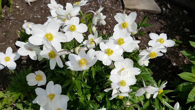 迎着太阳开放的银莲花 Snowdrop Anemone
