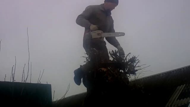 Формирование кроны дуба.Дуб обрезает специалист. 2 смотреть онлайн