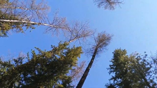 В эвенкийской тайге, весна 2021 смотреть онлайн