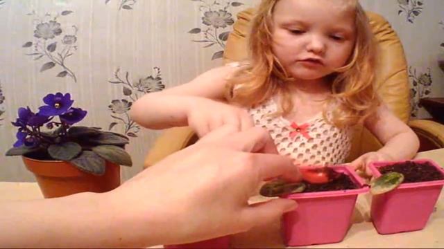 Как вырастить фиалку из листика. Уход за фиалками. Фиалка в домашних условиях. смотреть онлайн