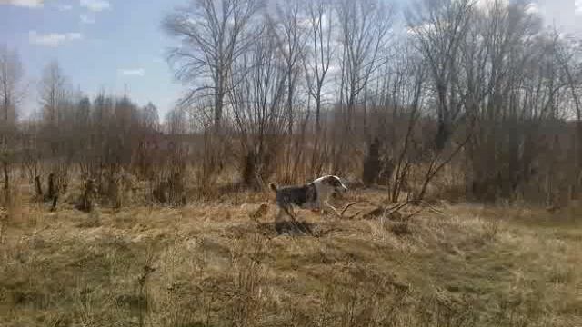 Питомник собак "С Северного Урала" апрель 2013 (часть 3) http://uralsao.ru/ смотреть онлайн