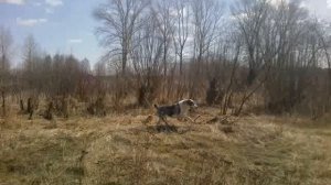 Питомник собак "С Северного Урала" апрель 2013 (часть 3) http://uralsao.ru/