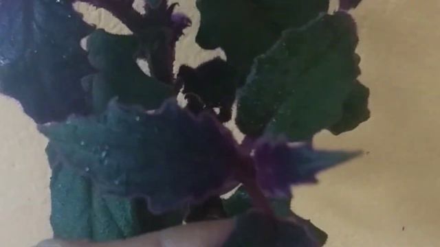 Gynura Aurantiaca/purple Passion Plant/royal Velvet Plant