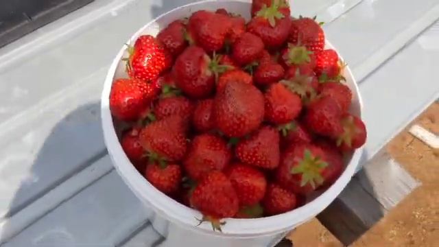 Сорт ксд, Moscova смотреть онлайн