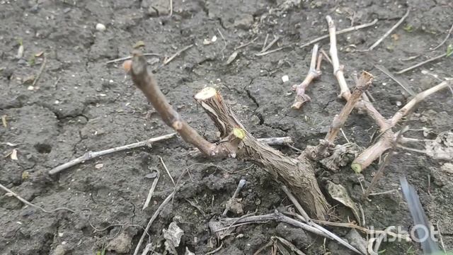 Обрезка виноградных кустов, залог на урожай