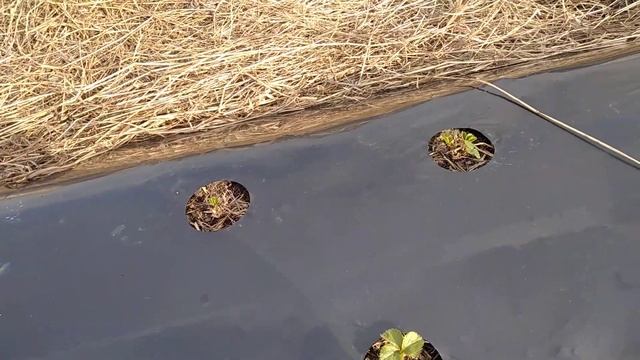 Продолжение о 14-ом дне после высадки, сорта Фурор! смотреть онлайн