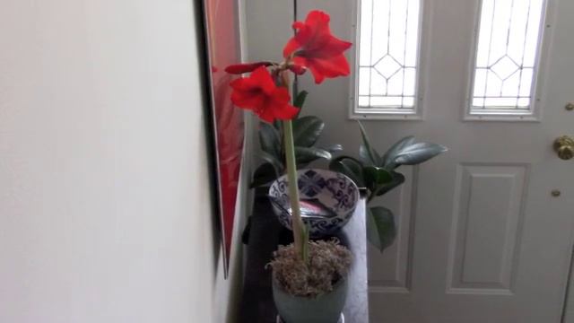Amaryllis Success! смотреть онлайн