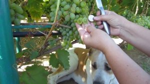 Виноград  Гарольд- роскошный мускат и высокое сахаронакопление! (Пузенко Наталья Лариасовна )