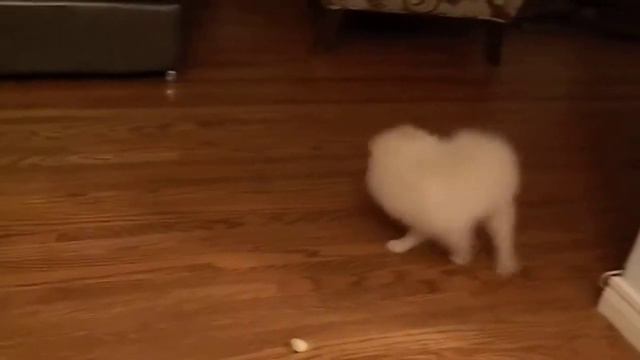 Pomeranian puppy chasing his tail смотреть онлайн