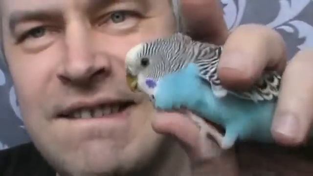 У меня раньше жил голубой попугай в доме смотреть онлайн