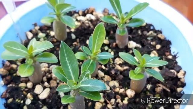 Адениум, сеянцы в три месяца 😀 смотреть онлайн