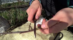 Прививка яблони для чайников