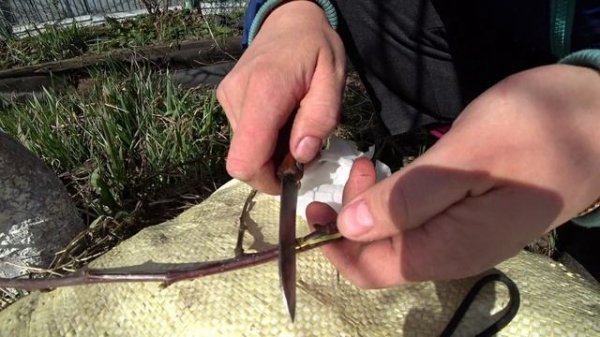 Прививка яблони для чайников