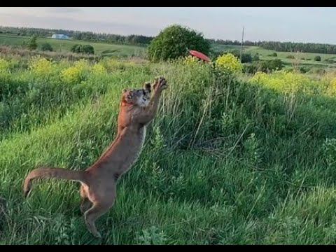 Пума Месси на свободе! Фрисби
