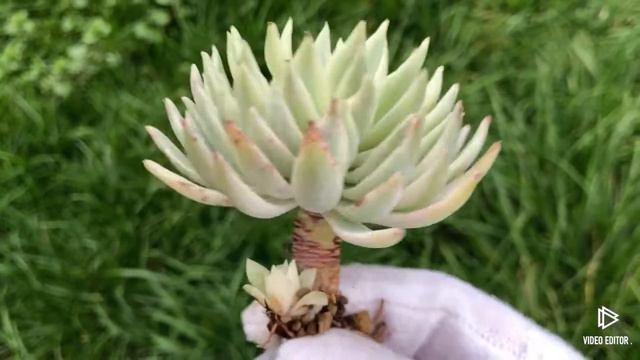 Graptoveria Fanfare