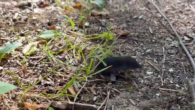 Sorex araneus (бурозубка обыкновенная) смотреть онлайн