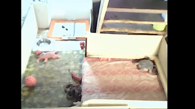 Щенки голубого французского бульдога смотреть онлайн