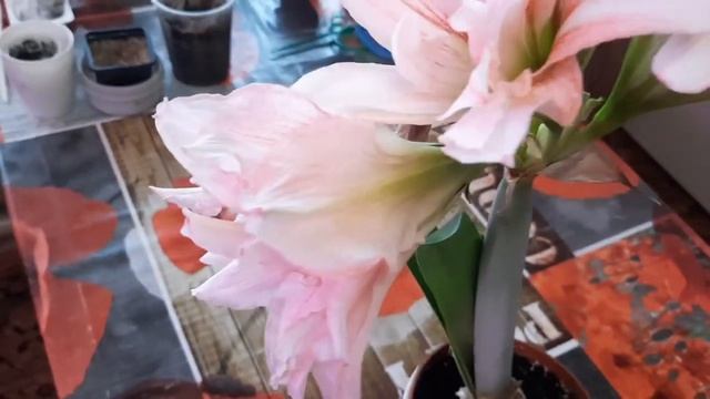 Обзор комнатных цветов. Май. смотреть онлайн