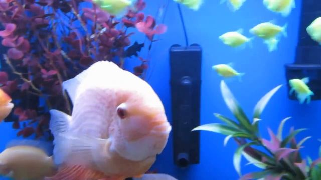 Acuario 180 galones Ciclidos Mixto. Red Severums, Gold Severums, Frontosas, EBJD ..... смотреть онлайн
