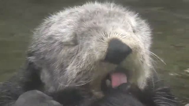 Sea otter (Enhydra lutris), Oregon Coast Aquarium, Newport, OR, USA смотреть онлайн