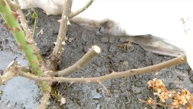 В укрытиях с розами стоит вода!!! Неутешительна новость!!! смотреть онлайн