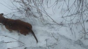 Такса на охоте по зайцу