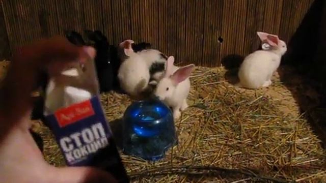 Профилактика вздутия, сравнение препаратов, эксперимент. смотреть онлайн