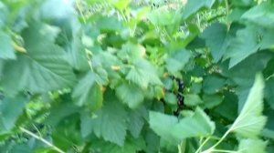 ТИБЕН супер урожайный сорт черной смородины