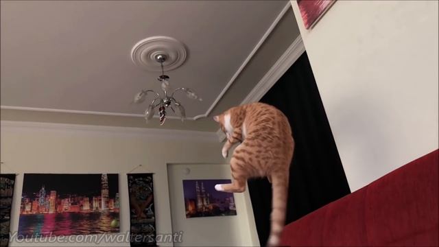 The goalkeeper cat and his best saves !! смотреть онлайн