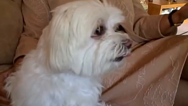 Dog (Tintin) eats Indian sweets смотреть онлайн