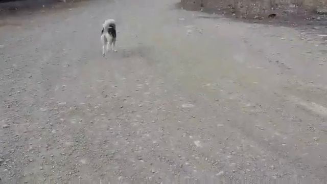 Высыл собаки по команде "Вперед" смотреть онлайн