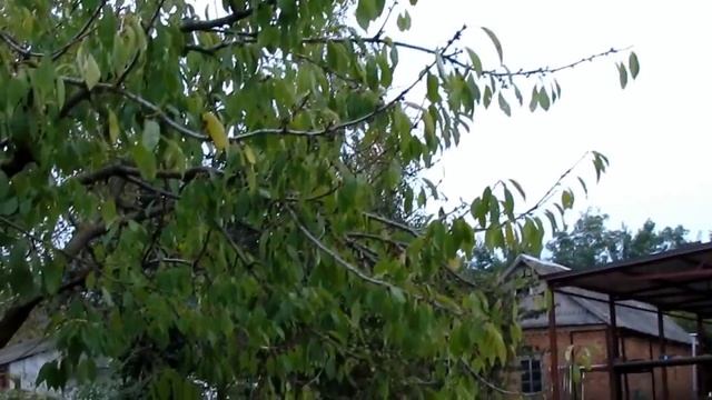 11.10.2015 / целый день на улице / обед у родни / МАФИЯ у нас дома / Хуторянка