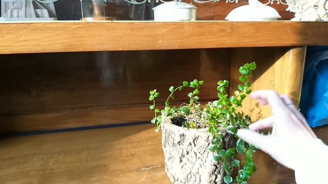 Ficus Pumila смотреть онлайн