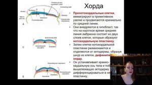 4. Гаструляция Производные зародышевых листков Лекция по эмбриологии