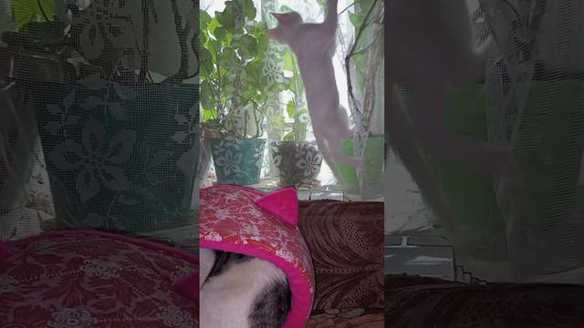 Озорник Степашка! ❤❤❤ смотреть онлайн