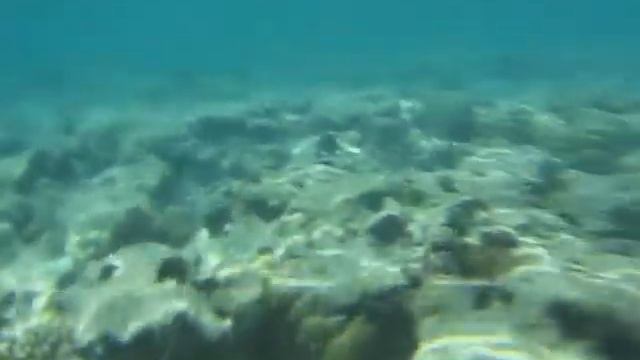 Шарм/Египет.Рыбки в Красном море. смотреть онлайн