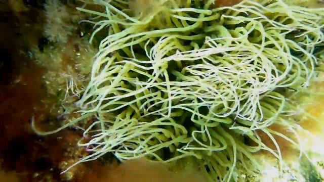 anemone di mare смотреть онлайн