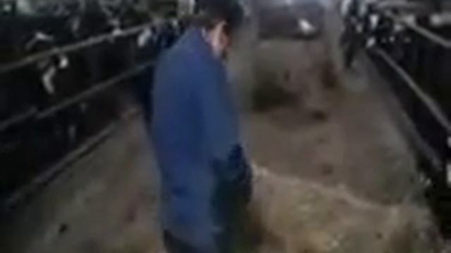 Заботливый скотник смотреть онлайн