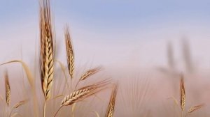 Футаж Колоски