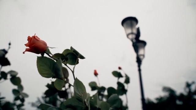 Усман Эльмурзаев: Бусулба стега са эцар смотреть онлайн