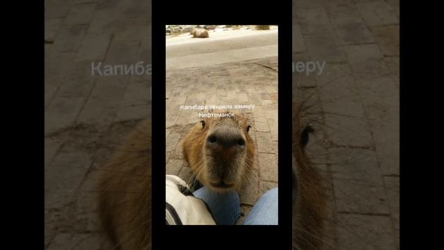 Какая ты капибара по городам России часть 7 #капибара смотреть онлайн