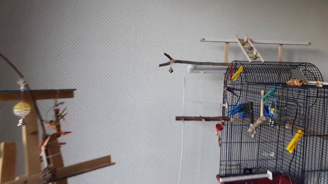 Волнистые попугаи на свободе смотреть онлайн
