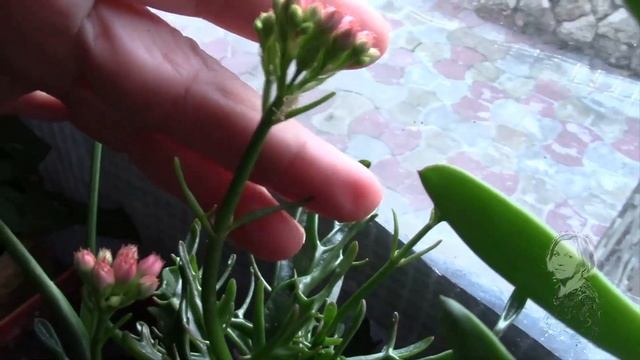 Я ДОЖДАЛАСЬ ЕГО ЦВЕТЕНИЯ смотреть онлайн