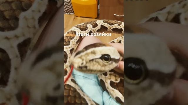 Вот так вот…#змея #питон #игрушки #плюшевыеигрушки смотреть онлайн