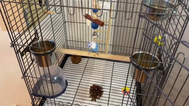 #волнистый ?Попугай Тоша и его подруга Кира. ?? Бытовые дела смотреть онлайн