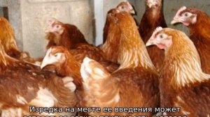 Куры породы Родонит