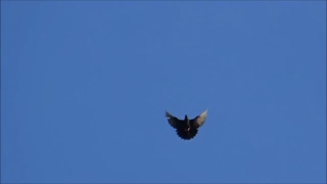 голуби 26.06.19г. смотреть онлайн